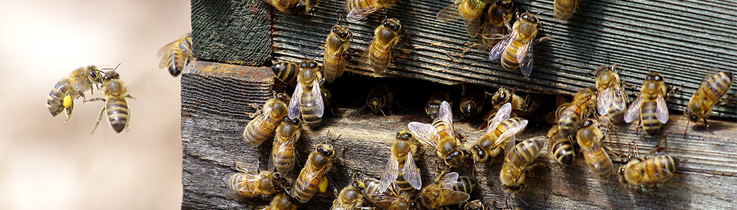 Honey bees entering a hive