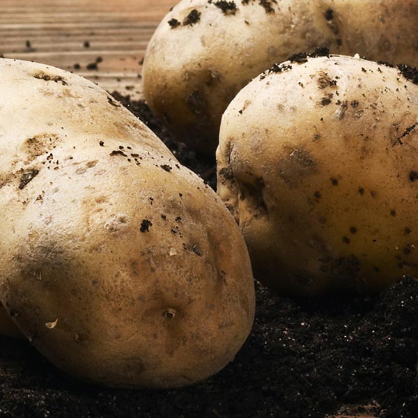 Bio Save® fungicide applied to fresh post-harvest potatoes
