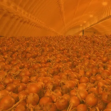 pile of onions in storage